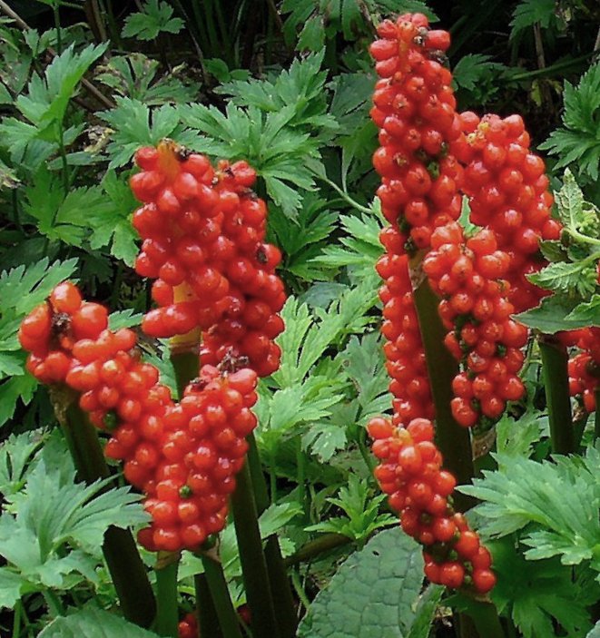 Nahaufnahme von Aronstab-Pflanzen mit dichten roten Beeren an aufrechten grünen Fruchtständen (Spadizes) und gefiederten grünen Blättern im Hintergrund