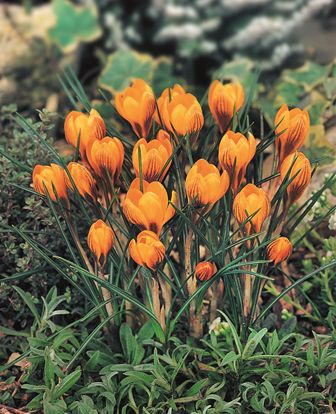 Crocus olivieri balansae Orange Monarch