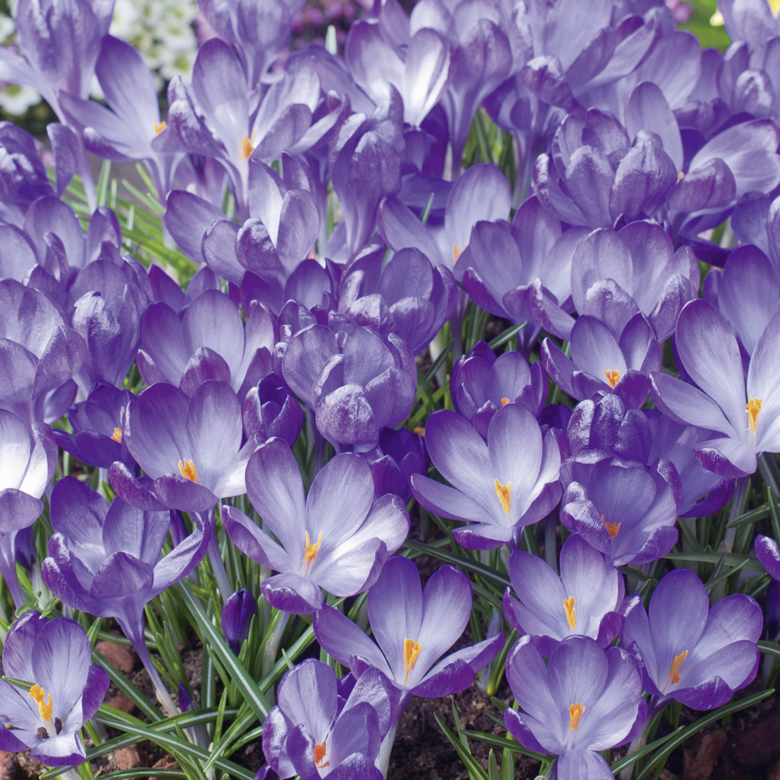 59116_Crocus tommasinianus Ruby Giant F Nahaufnahme dicht blühender violetter Frühlingskrokusse mit hellen Blattadern und orangefarbenen Narben, zwischen schmalen grünen Blättern im Beet.
