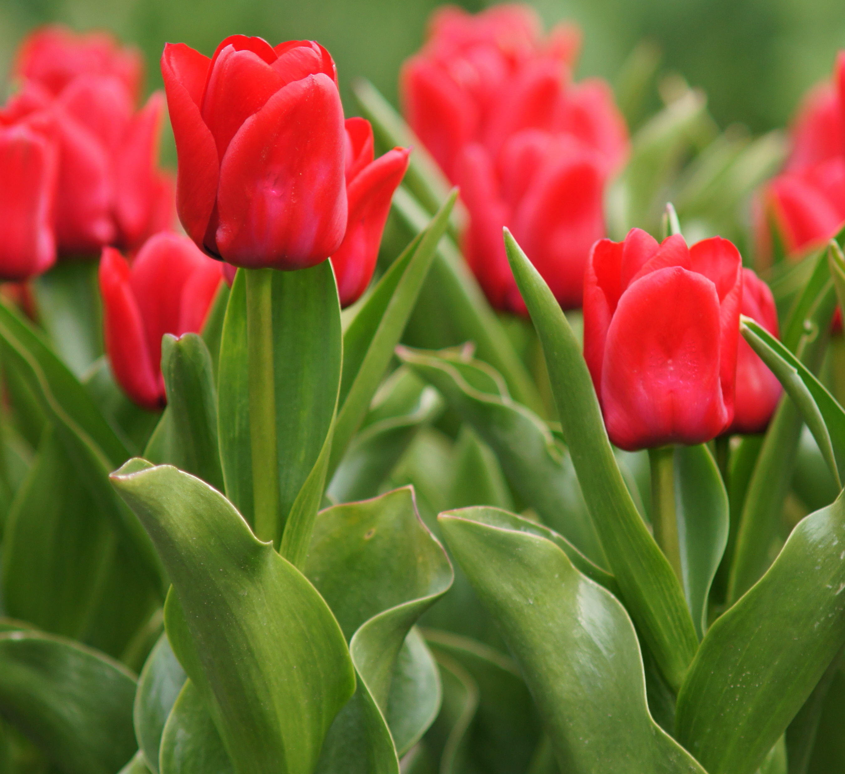 Nahaufnahme mehrerer roter Tulpen mit grünen Blättern in einem Blumenbeet