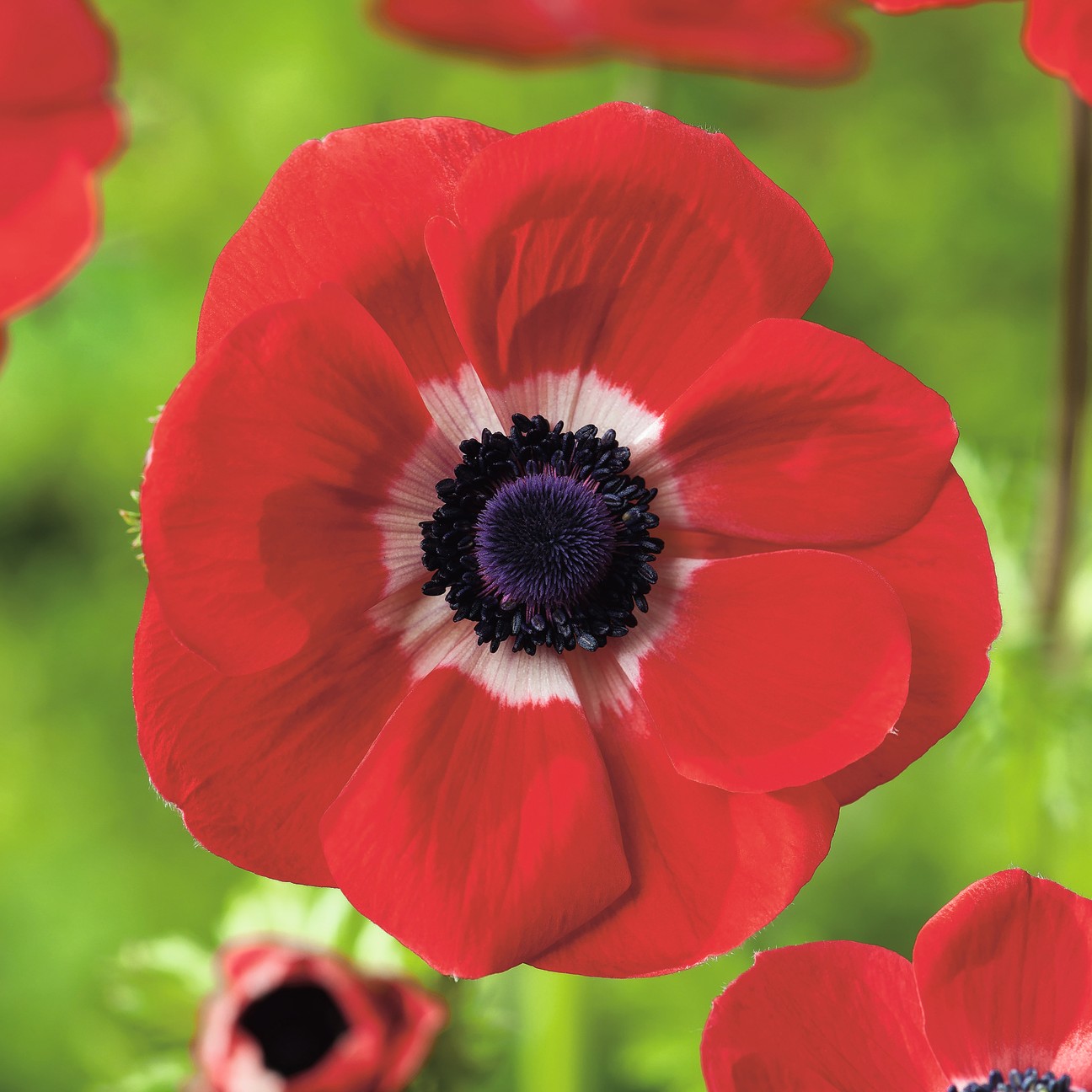 Nahaufnahme einer roten Anemone (Anemone coronaria) mit schwarzem-violettem Blütenzentrum, weißem Auge und samtigen Blütenblättern vor unscharf grünem Hintergrund
