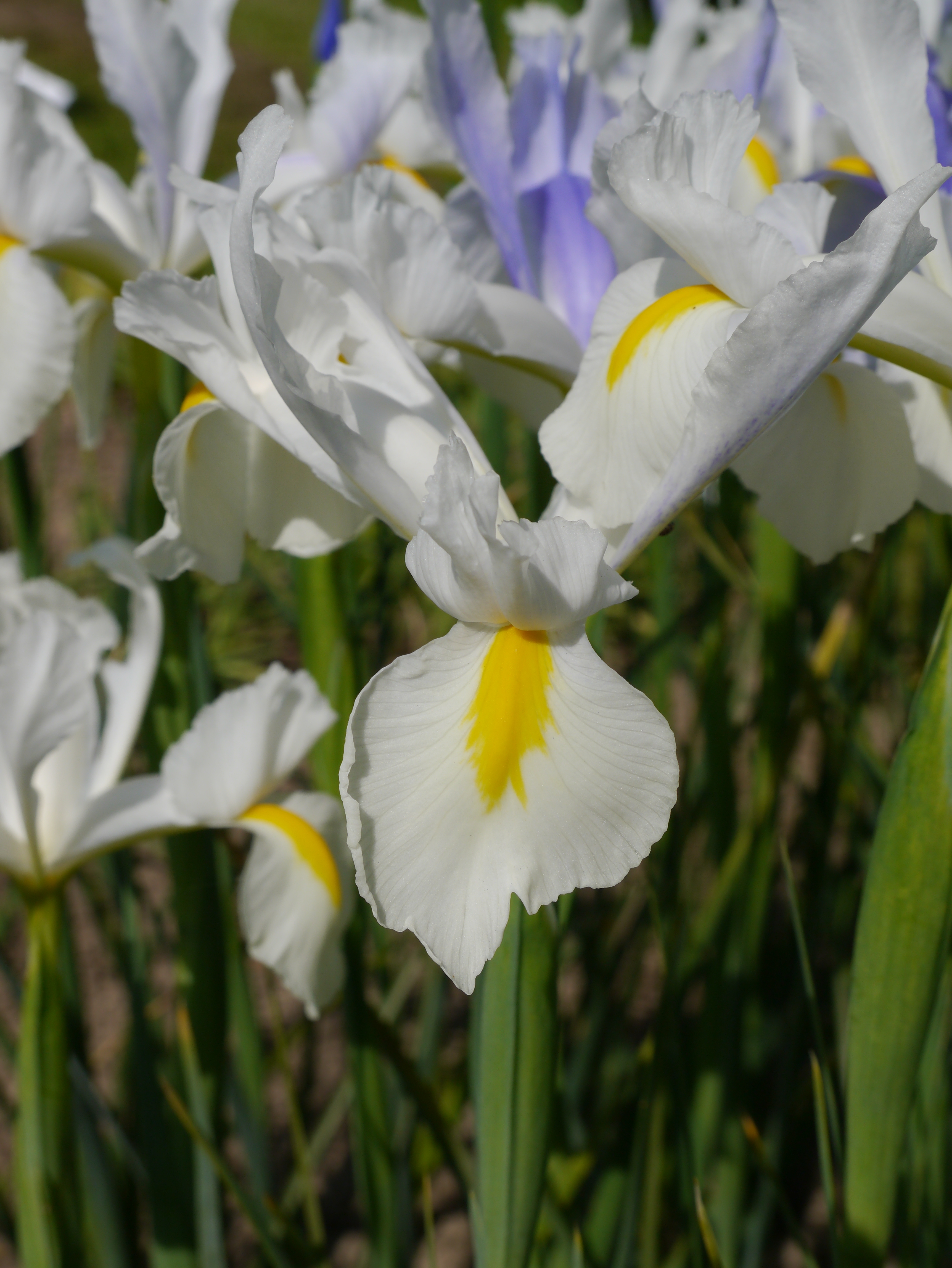 50111_Iris hollandica White Excelsior Nahaufnahme einer weißen Schwertlilie (Iris) mit gelbem Innenstreifen, umgeben von grünen Blättern und weiteren blühenden Iris im Hintergrund
