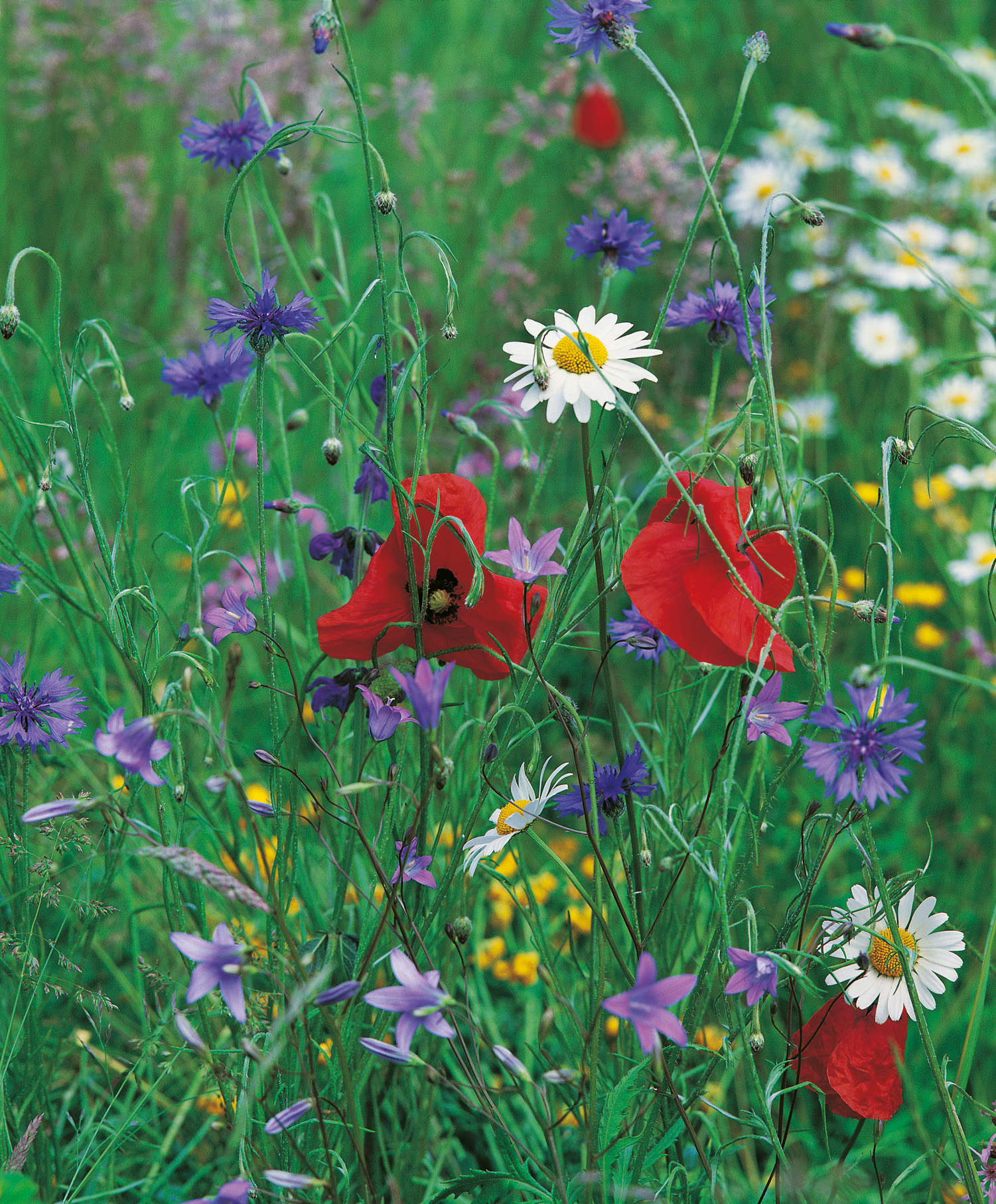 Nahaufnahme einer bunten Wildblumenwiese mit roten Mohnblüten, weißen Margeriten, blauen Kornblumen und violetten Glockenblumen vor grünem Wiesenhintergrund