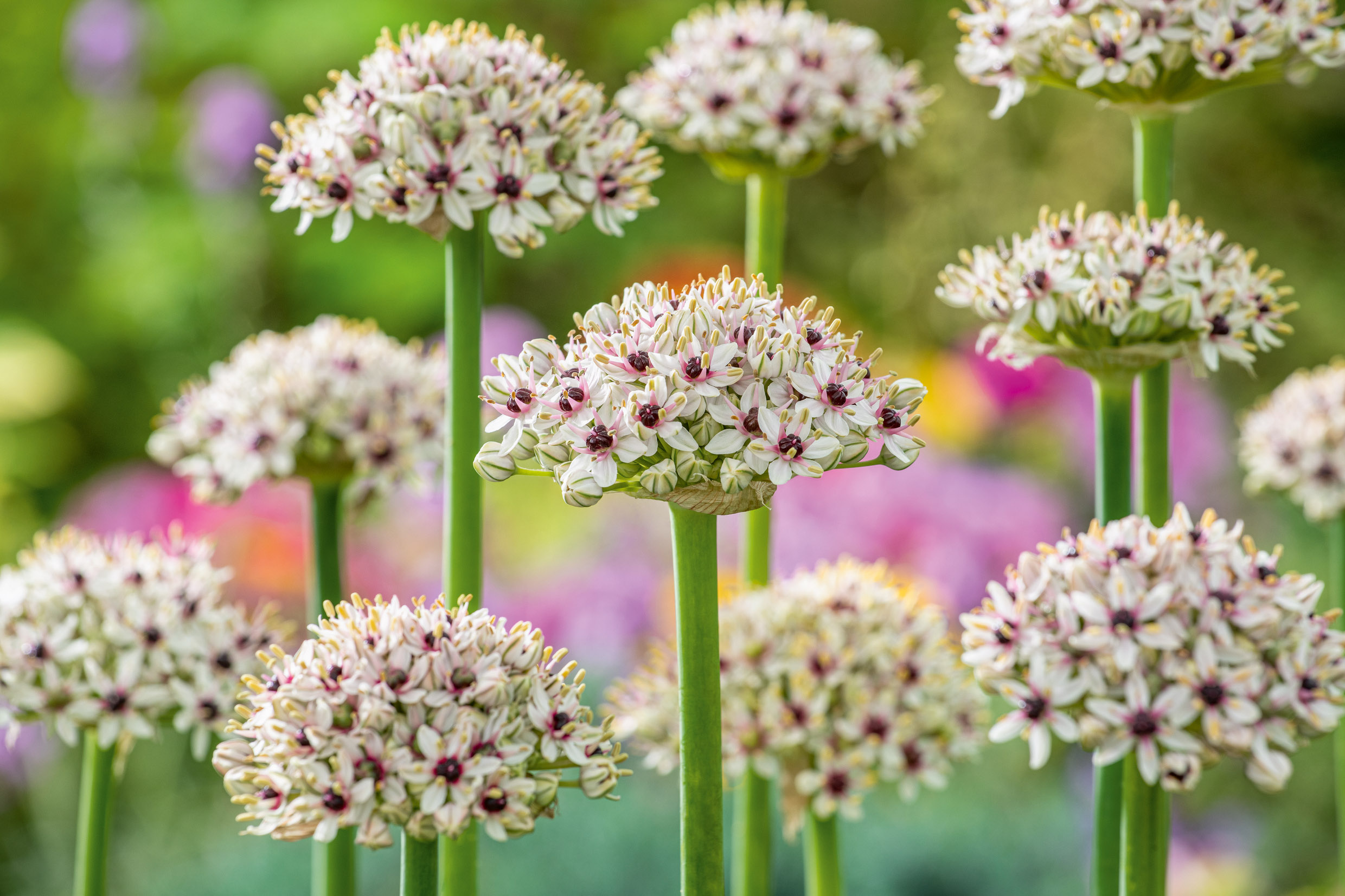 Allium Silverspring