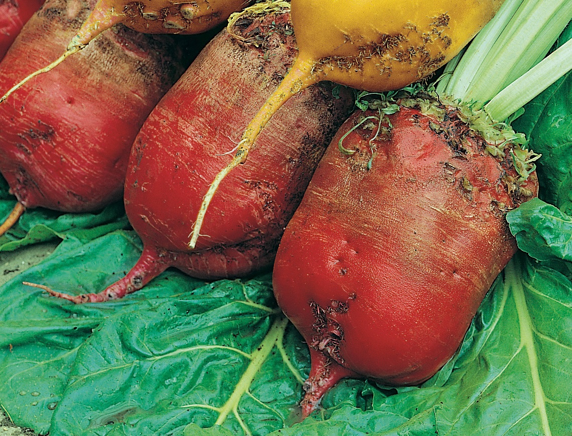 Futterrüben Eckdorot