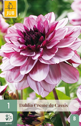 Schmuck-Dahlie Creme de Cassis