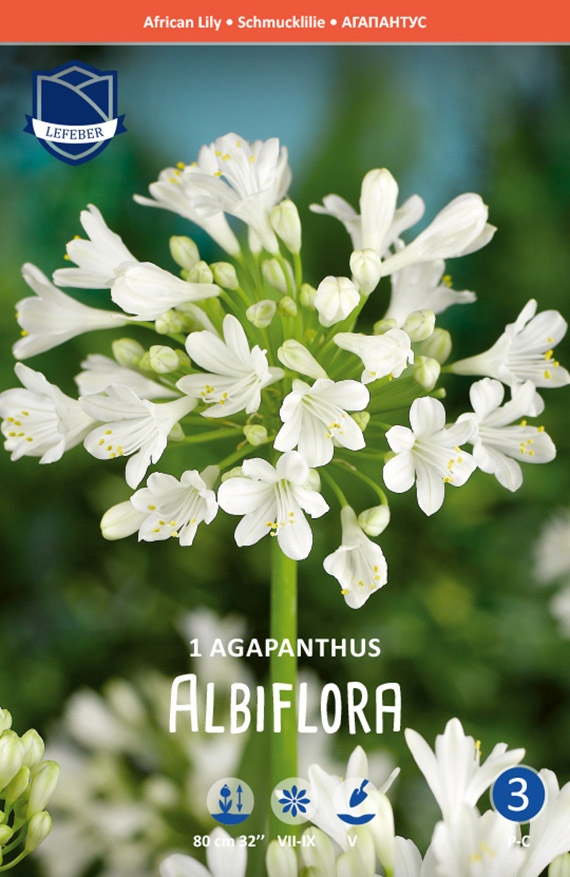 8711829919108 Agapanthus albiflora