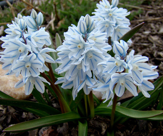 50125_Puschkinia libanotica Nahaufnahme von Puschkinia (Streifenhyazinthe) mit weißen und hellblau gestreiften Blütentrauben im Gartenbeet