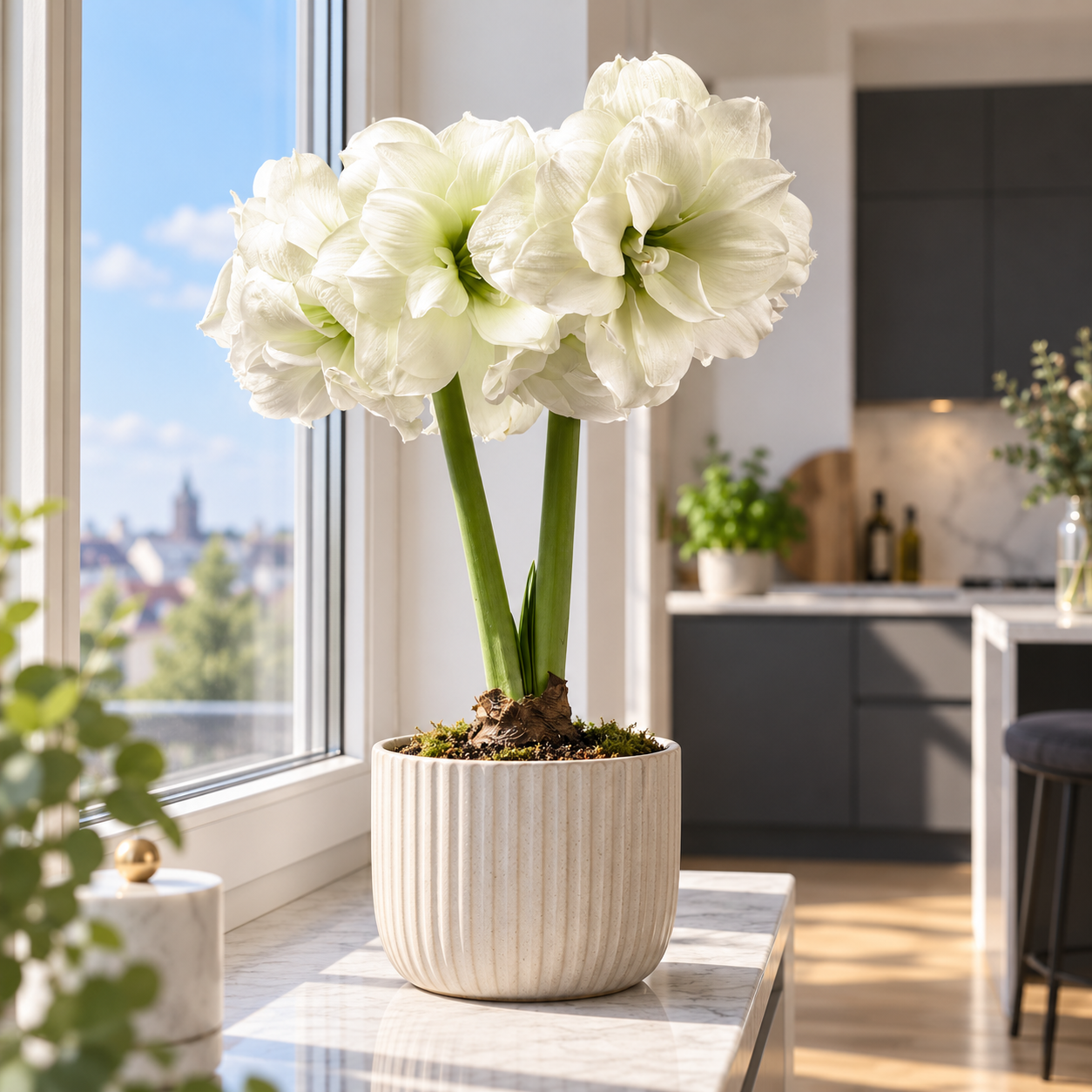 Amaryllis, südafr. Sonata Alfresco
