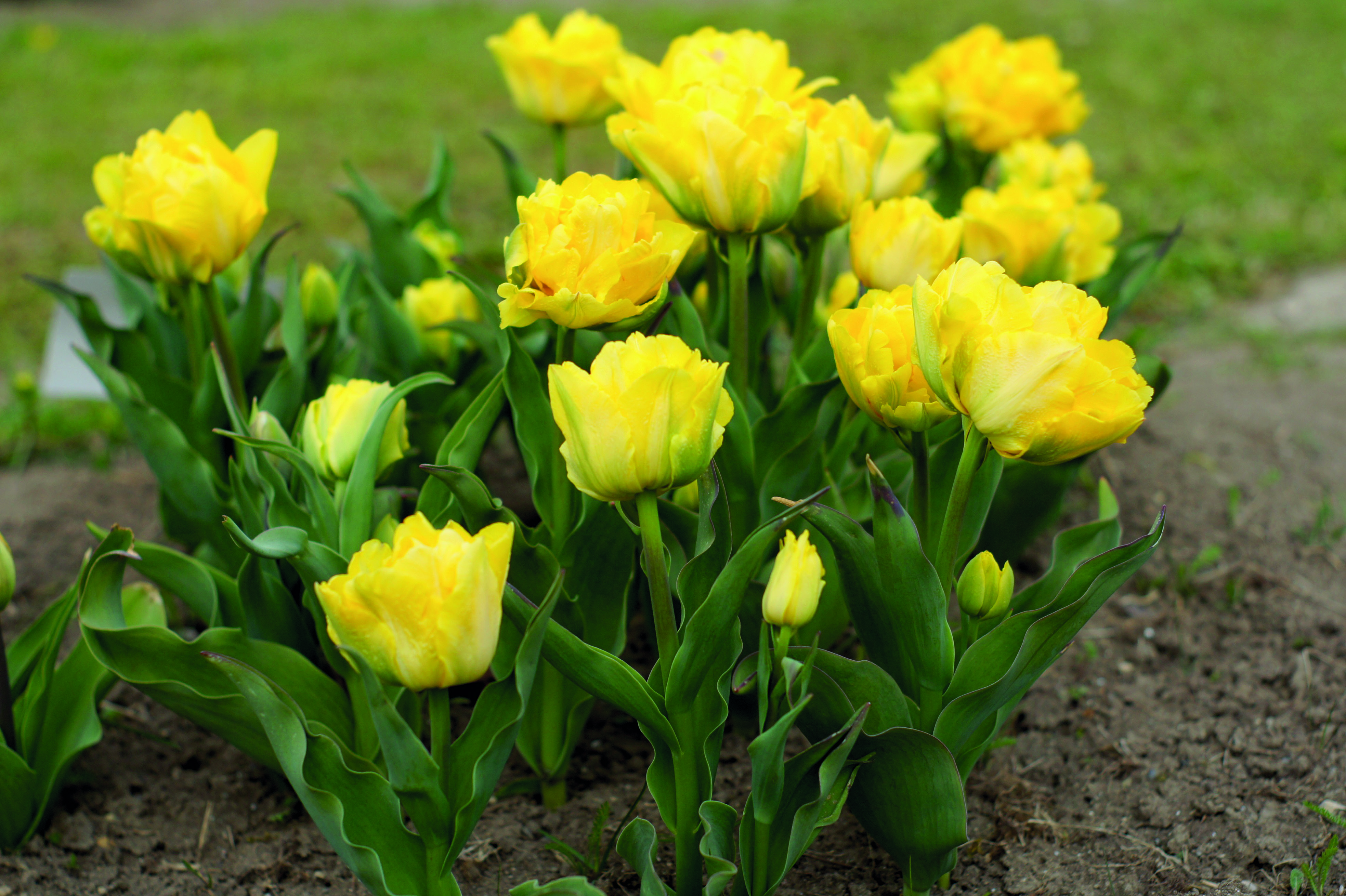 Gefüllte frühe Tulpen Limousine