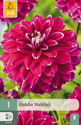 Schmuck-Dahlie Maldini