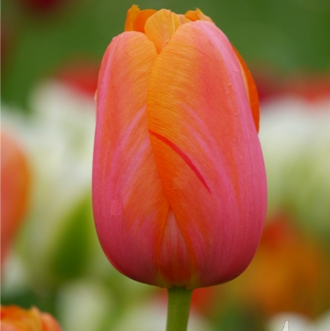 Nahaufnahme einer rosa-orangefarbenen Tulpenblüte vor grünem, unscharfem Hintergrund