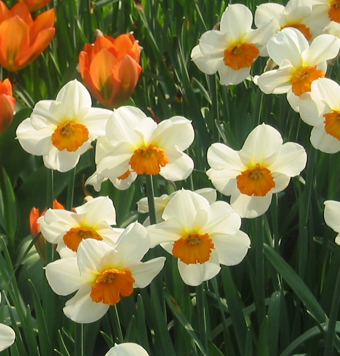 Nahaufnahme von weißen Narzissen mit leuchtend orangefarbener Trompete und grünen Blättern, im Hintergrund orangefarbene Tulpen, Frühlingsblumen im Beet