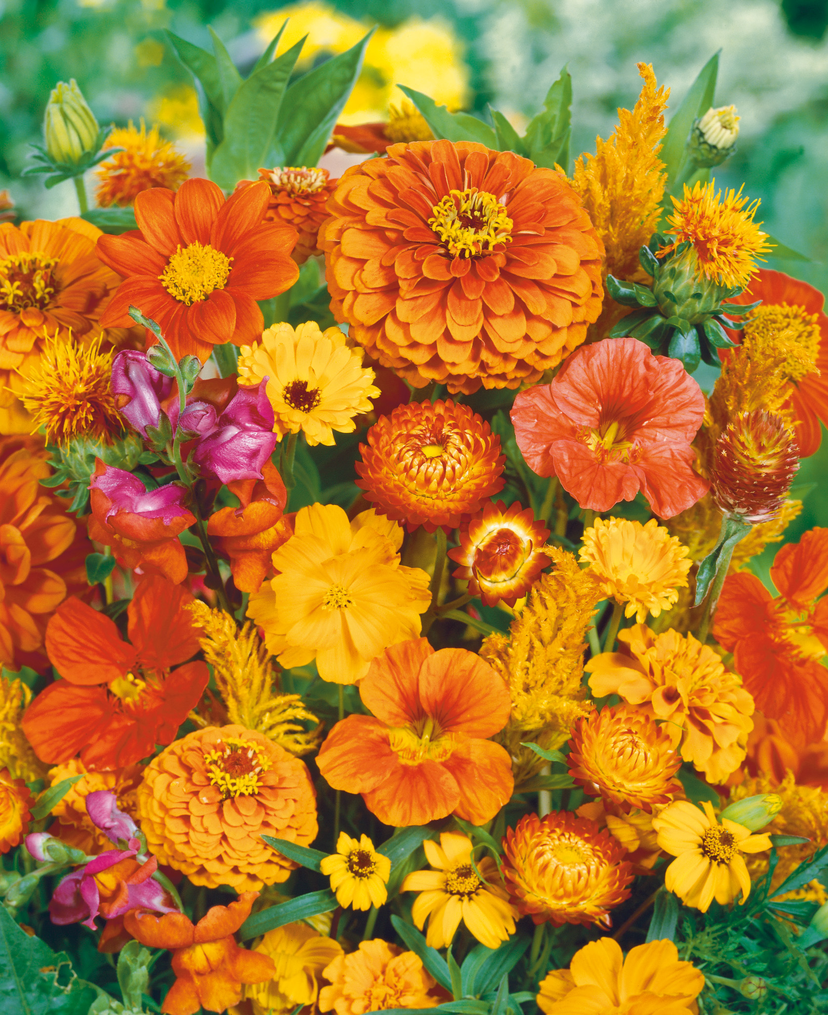 Bunter Blumenstrauß in warmen Orange- und Gelbtönen mit Zinnien, Ringelblumen, Kapuzinerkresse und weiteren Sommerblumen