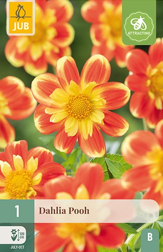 Collarette Dahlie Pooh