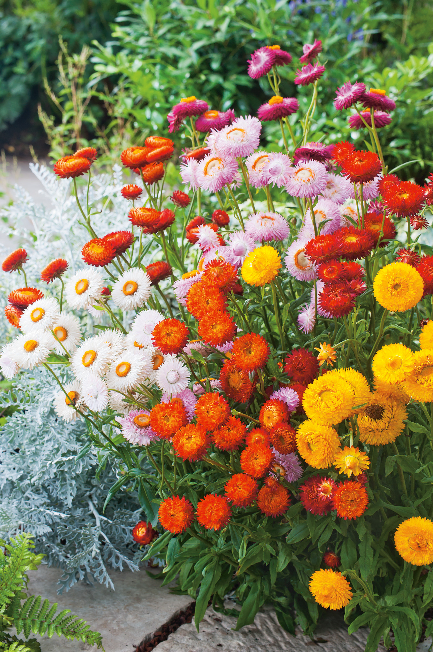 Nahaufnahme bunter Strohblumen (Helichrysum) in Orange, Gelb, Weiß und Rosa in einem Beet, umgeben von silbrigem Blattschmuck und grünem Laub