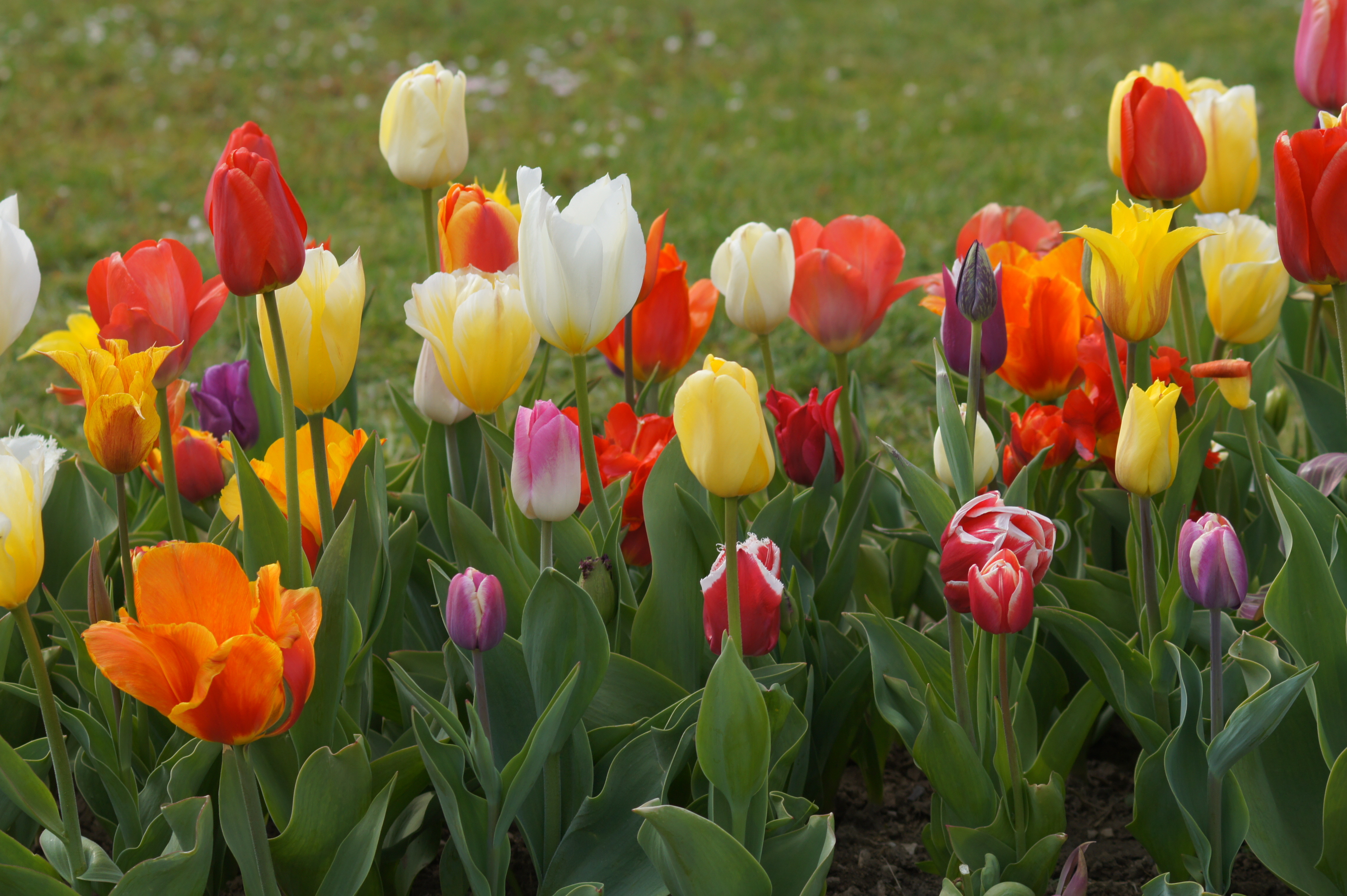 51030_Gönninger Frühling_2 Tulpen Prachtmischung Gönninger Frühling