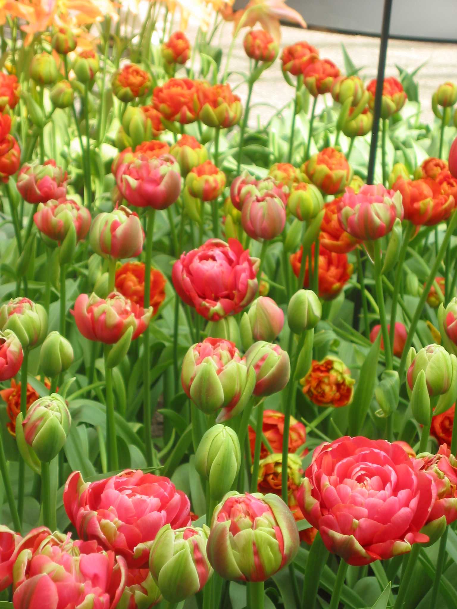 Nahaufnahme eines dichten Tulpenbeets mit gefüllten rosa-roten Tulpen, grünen Knospen und Stängeln