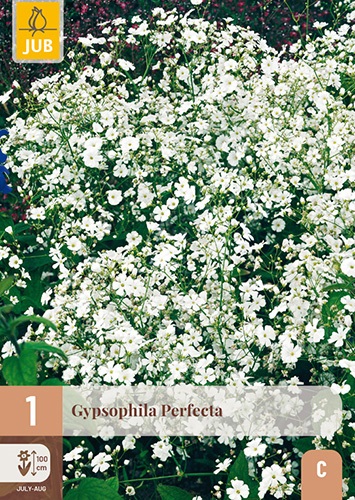 Schleierkraut/ Gypsophila Perfecta