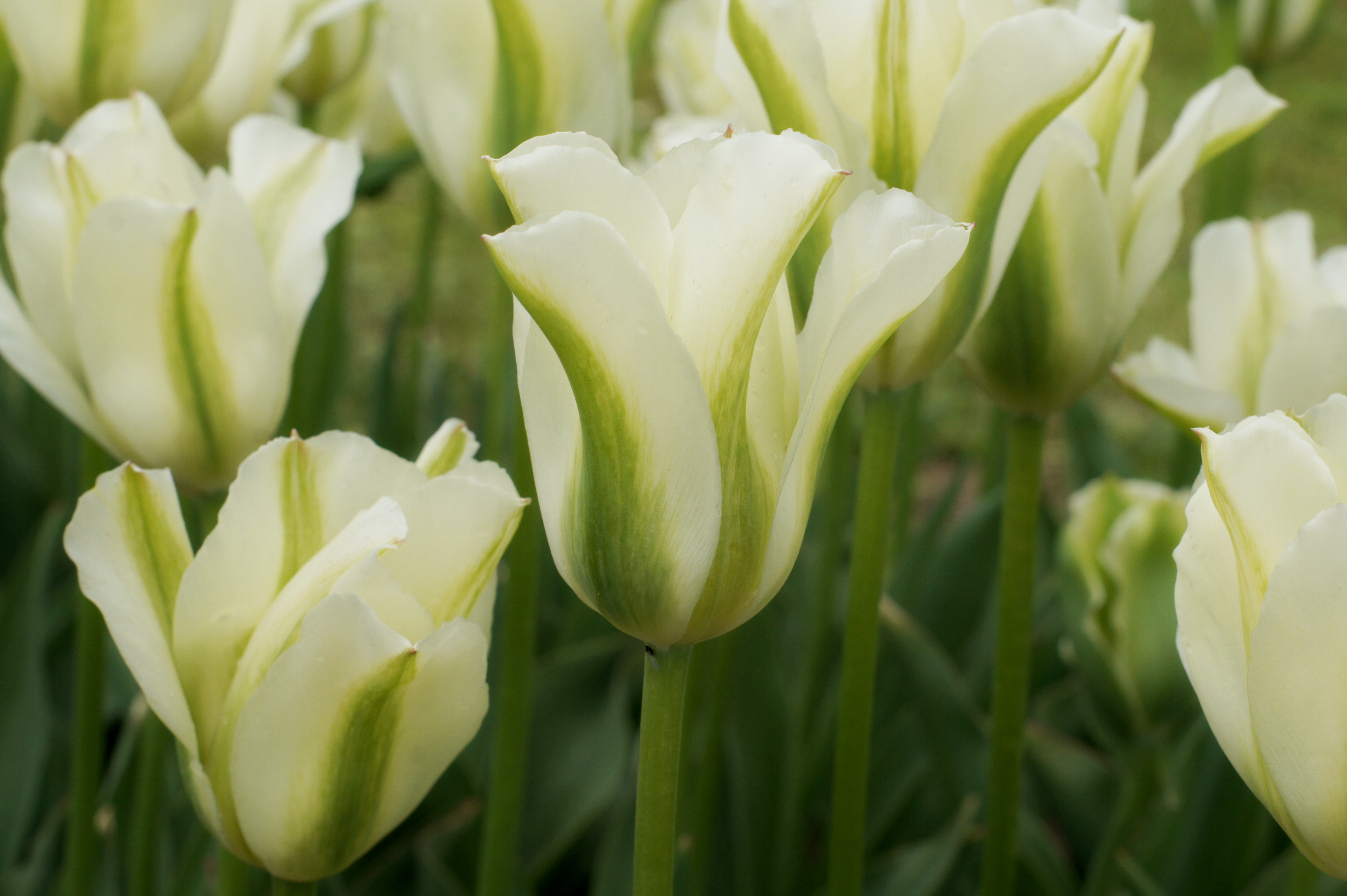 Nahaufnahme von weiß-grünen Tulpen mit grünen Streifen im Blumenbeet