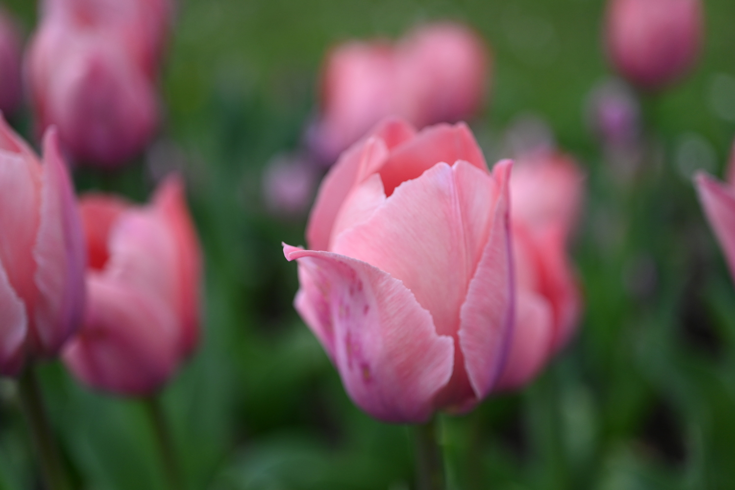 Nahaufnahme der Darwin-Hybrid-Tulpe 'Salmon van Eijk' mit großen, lachsrosa bis apricotfarbenen Blüten im Frühlingsbeet