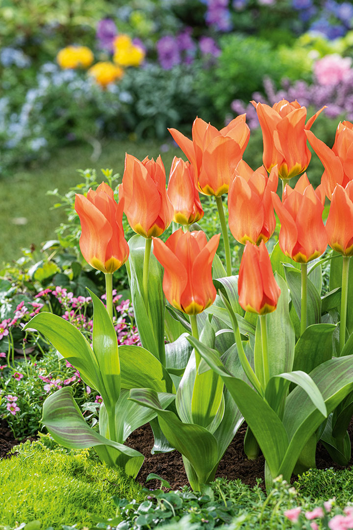 Fosteriana-Tulpen Park Dreamway