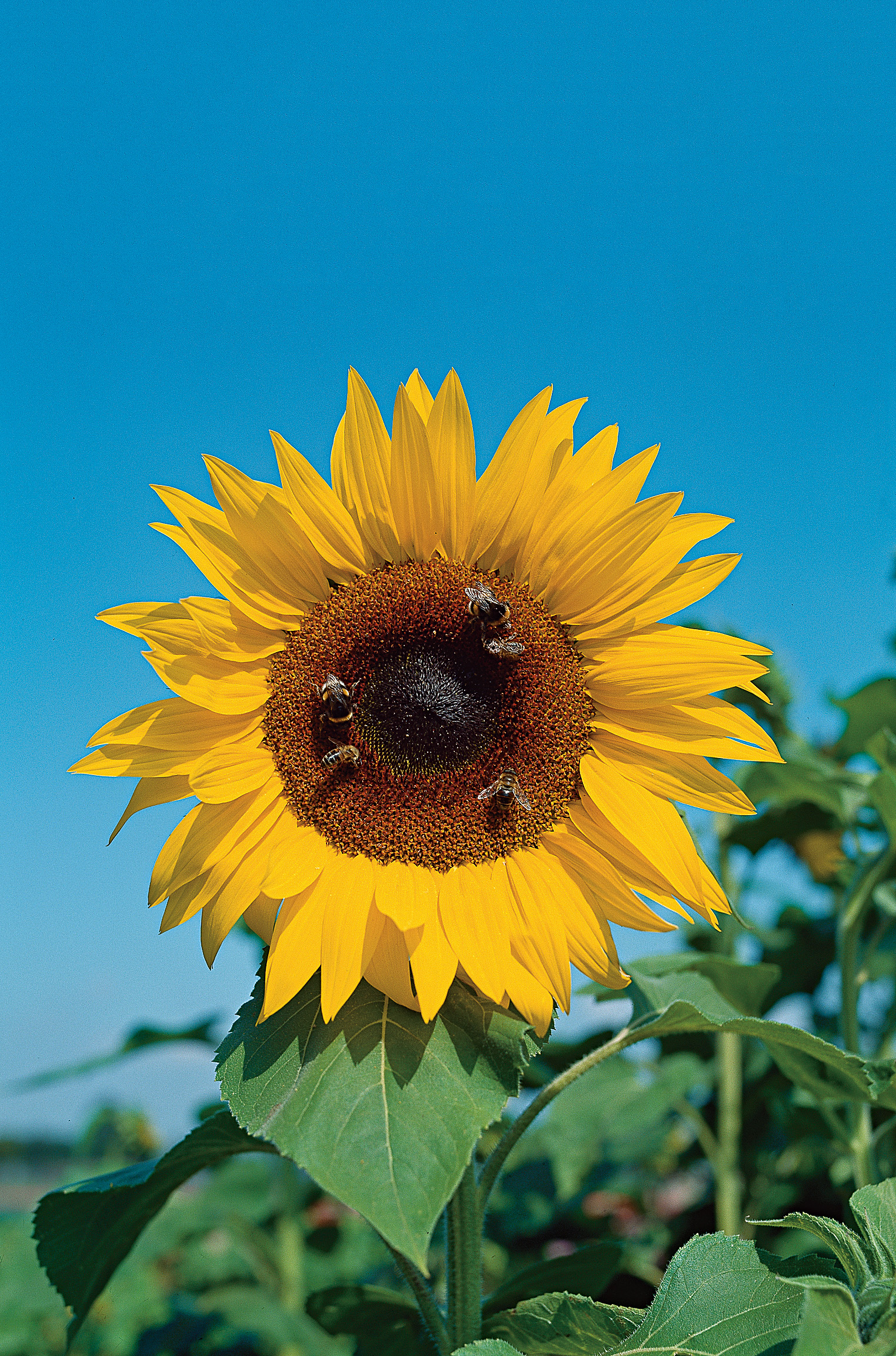 Nahaufnahme einer gelben Sonnenblume mit dunklem Blütenzentrum, auf dem mehrere Bienen Nektar sammeln; klarer blauer Himmel und grüne Blätter im Hintergrund.