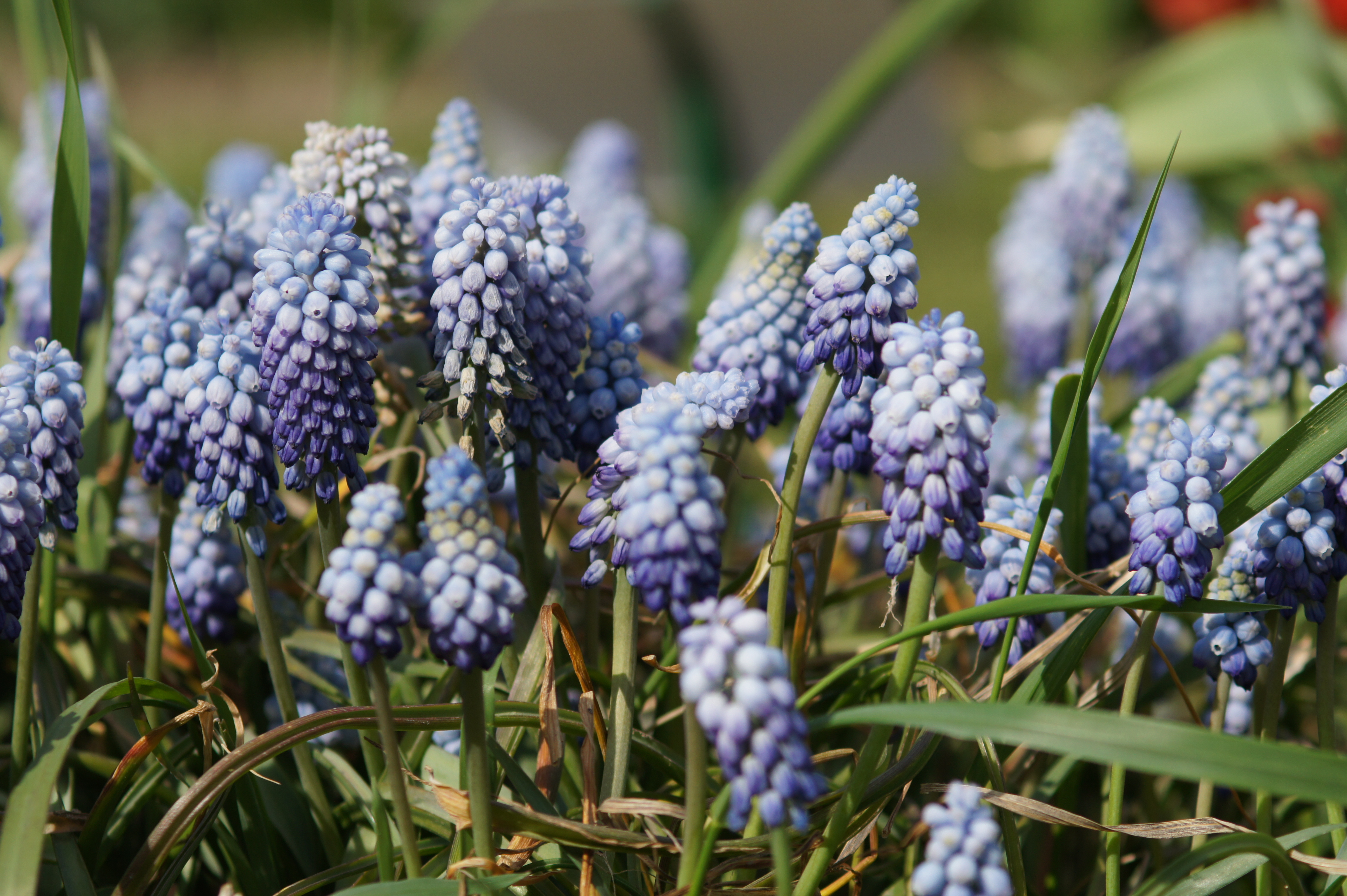 Nahaufnahme blauer Traubenhyazinthen (Muscari) im Frühlingsgarten mit grünen Blättern