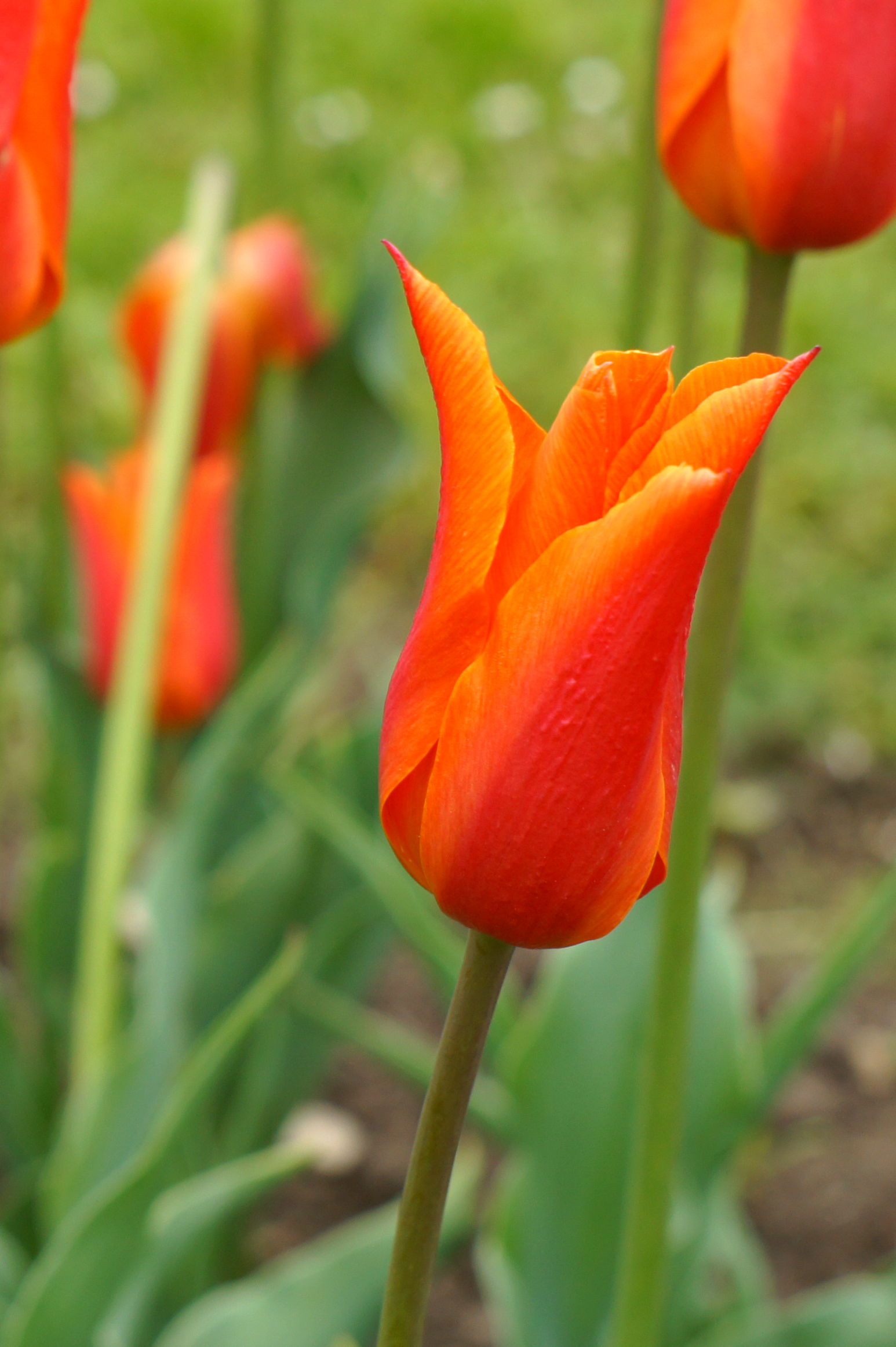 Nahaufnahme einer orange-roten Tulpe mit grünem Stiel und unscharfem Gartenhintergrund; weitere Tulpen verschwommen im Hintergrund.