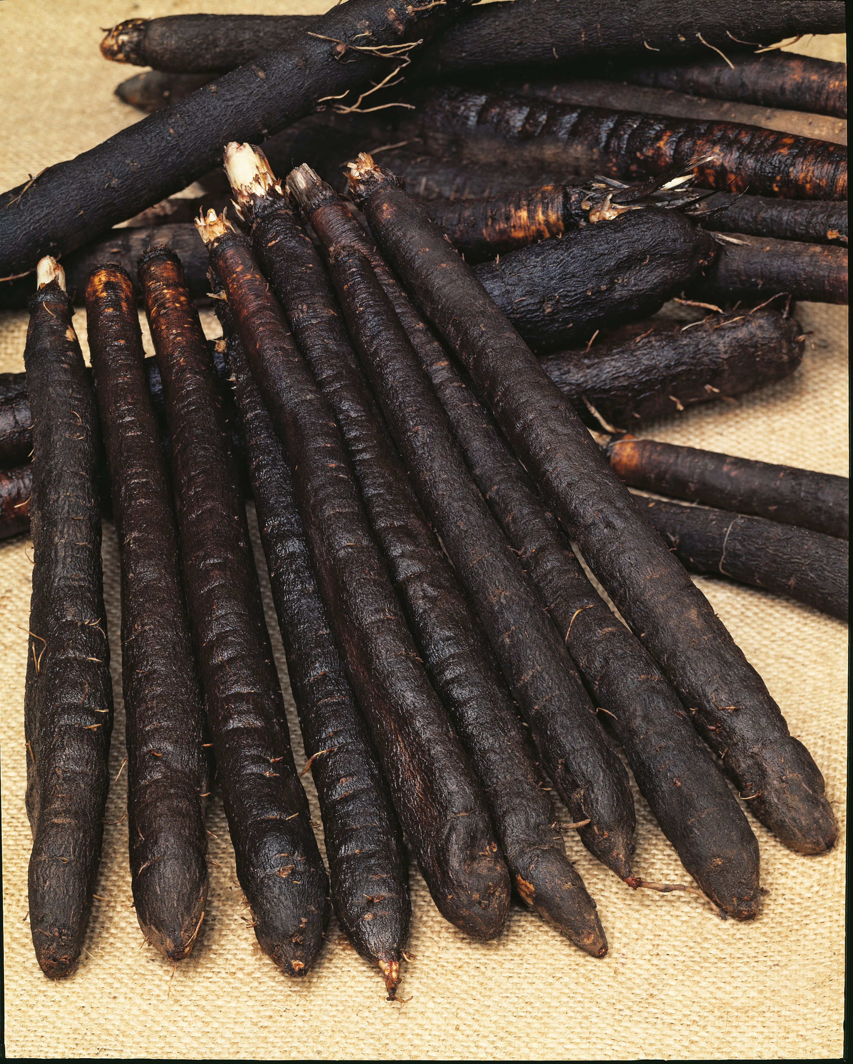 331_Schwarzwurzeln Hoffm.schwarze Pfahl Nahaufnahme mehrerer frischer Schwarzwurzeln (Scorzonera) auf Jute: längliche, dunkle Wurzeln mit rauer, erdiger Schale, dicht aneinandergereiht