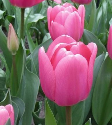 52291_D.-H.-Tulpen Big Love Nahaufnahme von leuchtend rosa Tulpen im Blumenbeet mit grünen Blättern, frühlingshafte Gartenblumen