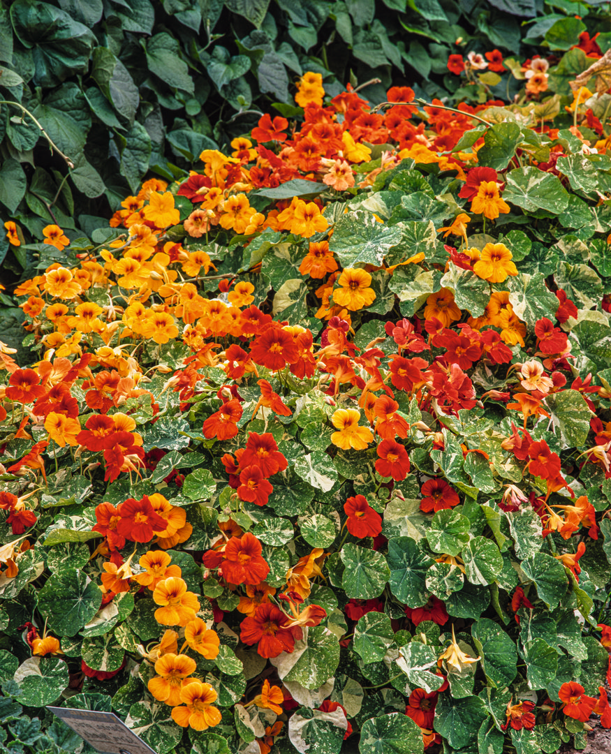 Kapuzinerkresse Alaska Mischung