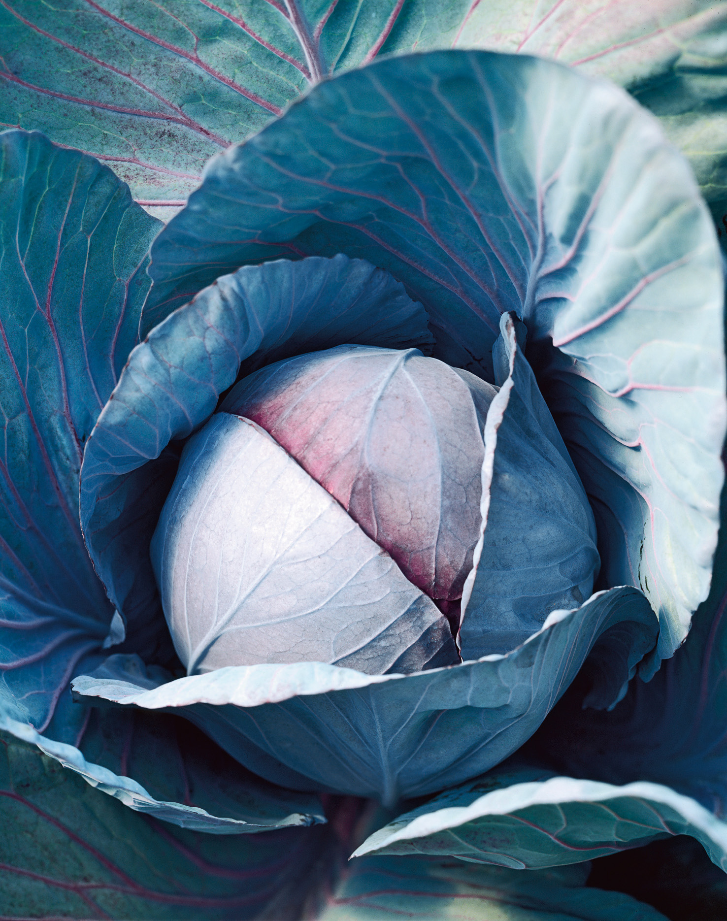 Nahaufnahme eines frischen Rotkohl-Kopfes mit eng anliegenden, blau-violetten Blättern und sichtbaren Blattadern