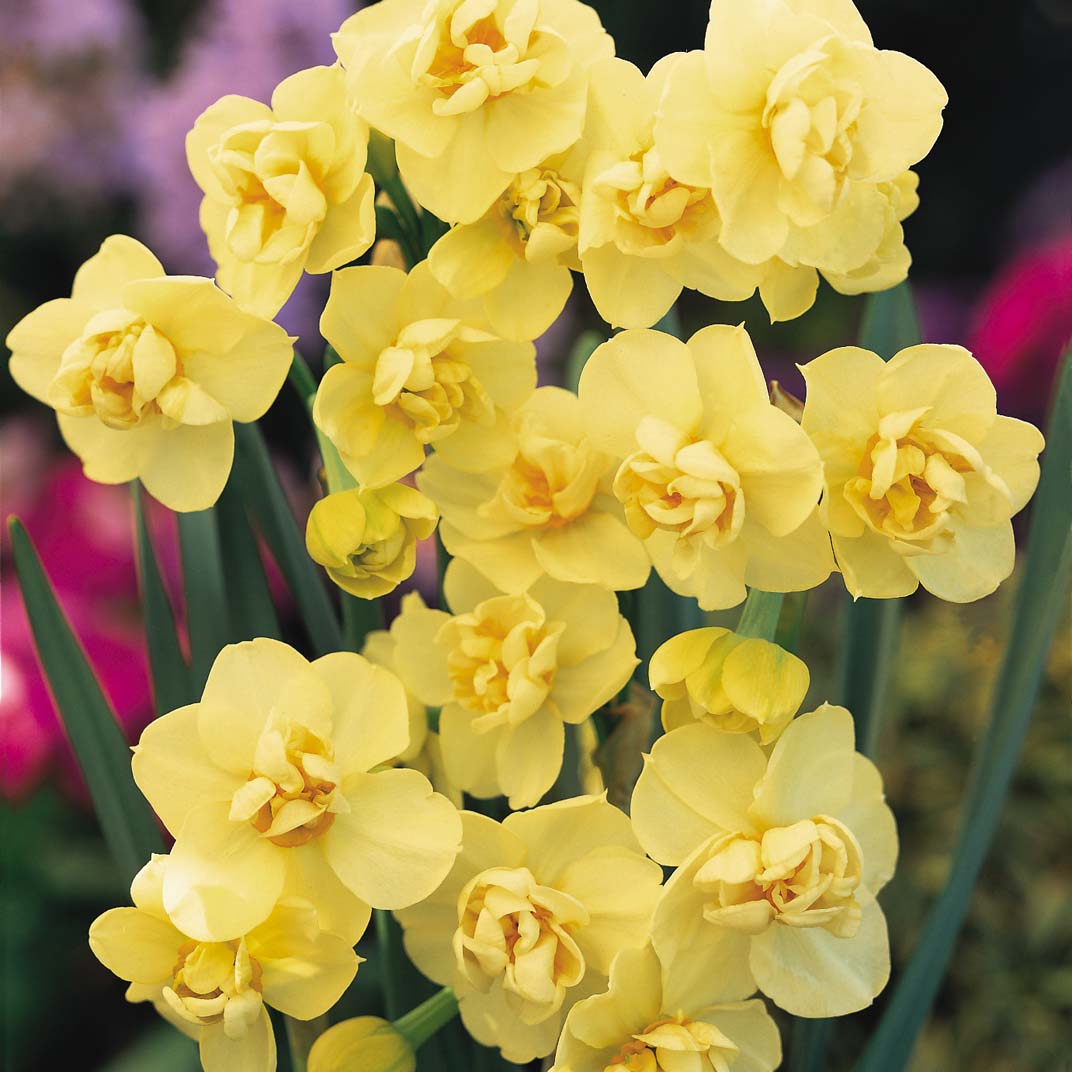 Nahaufnahme doppelblütiger gelber Narzissen (Osterglocken) mit grünen Blättern vor unscharfem, farbigem Blumenhintergrund