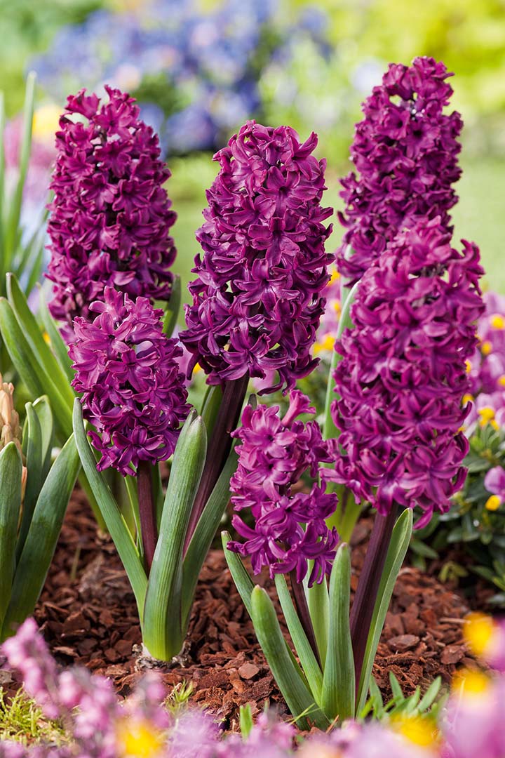 Hyazinthen Purple Sensation mit dicht besetzten, purpurvioletten und duftenden Blüten als frühblühender Frühlingsblüher im Gartenbeet