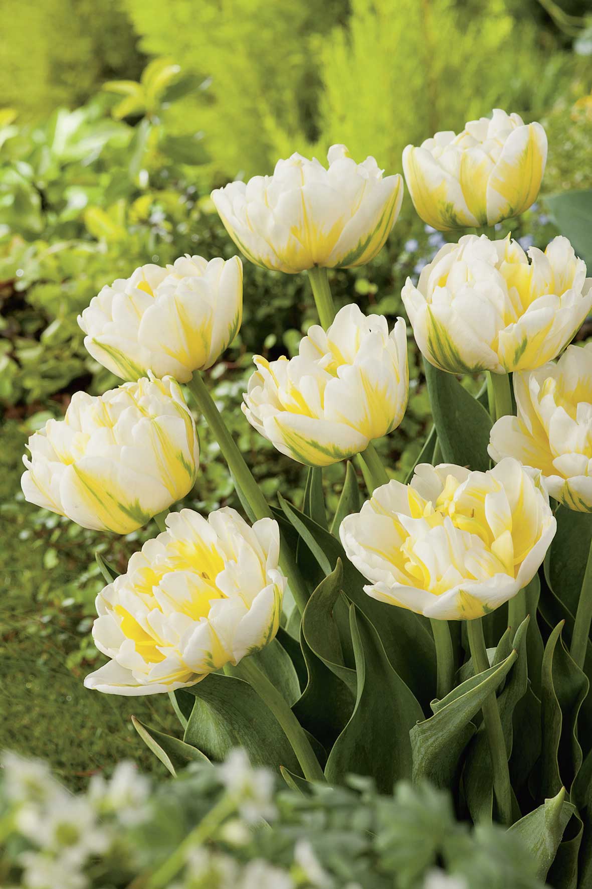 Gefüllte frühe Tulpen Flaming Evita