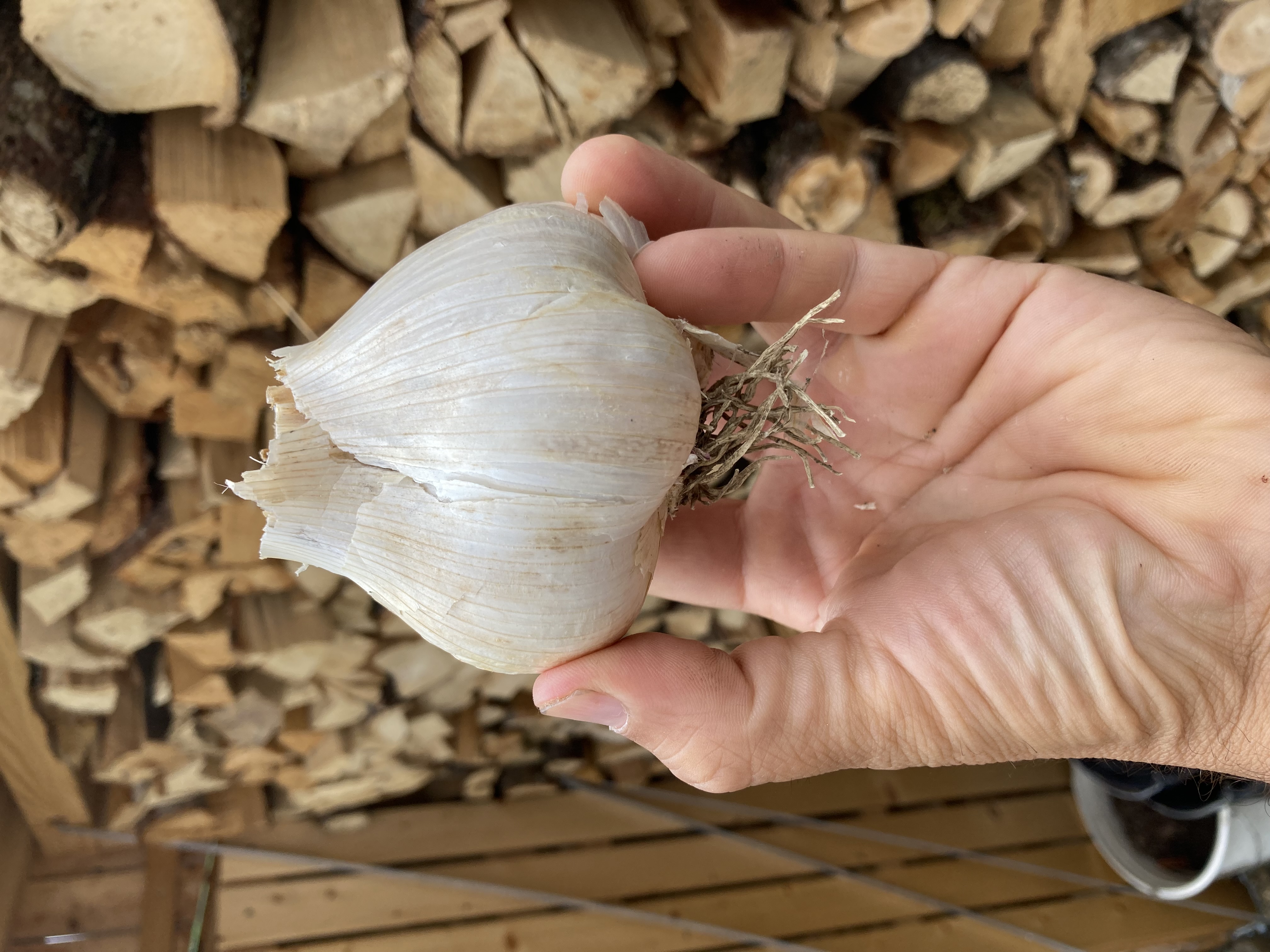 Ungarischer Elefantenknoblauch Einzelzehen