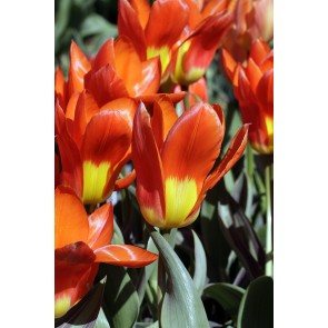 Nahaufnahme mehrerer orange-roter Tulpen mit gelbem Blütenboden und grünen Blättern