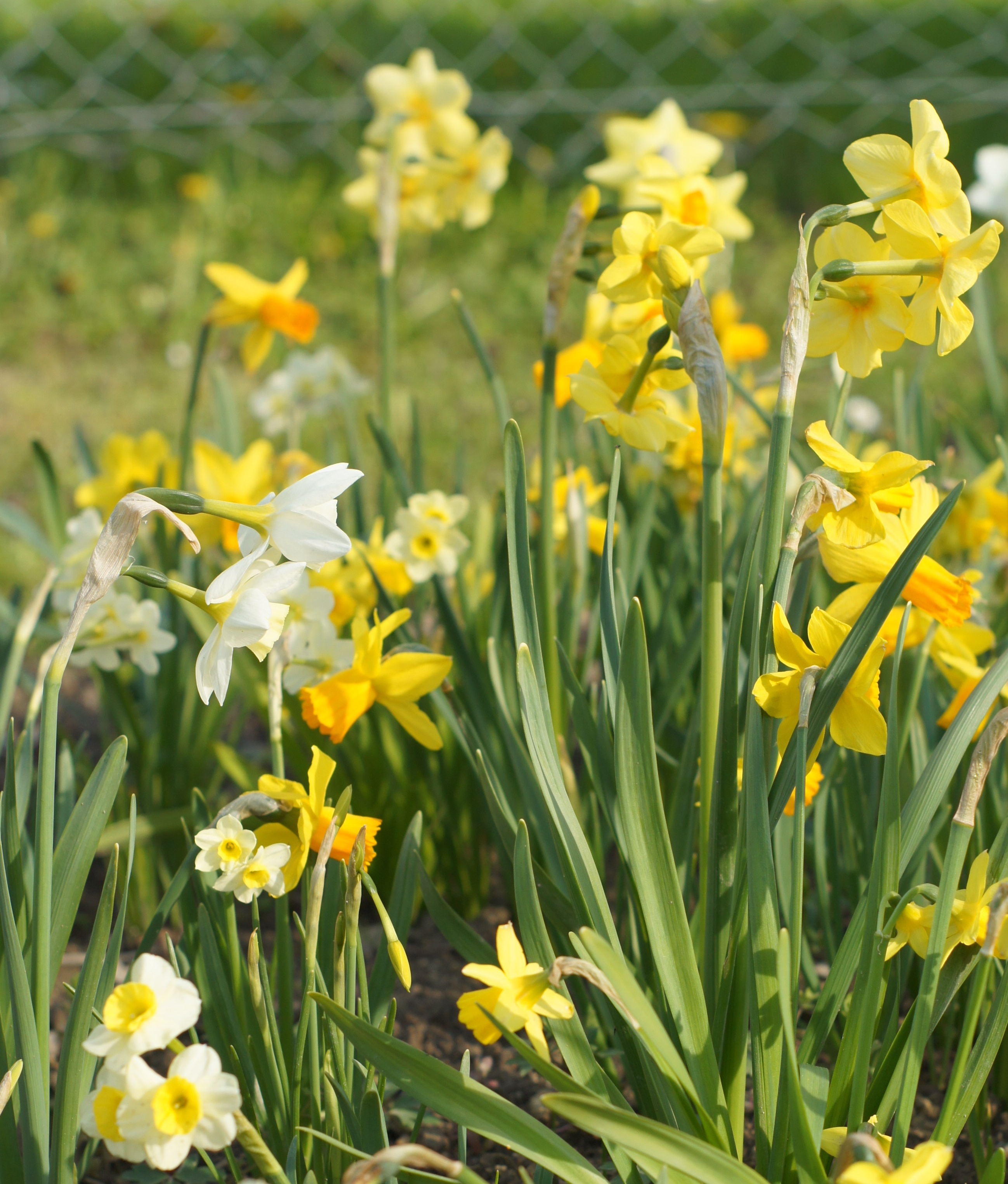 Bot. Narzissen Steingarten-Mischung mit gelben und weißen botanischen Wildnarzissen im Beet, frühe Frühlingsblüher für Garten, Steingarten und Balkon