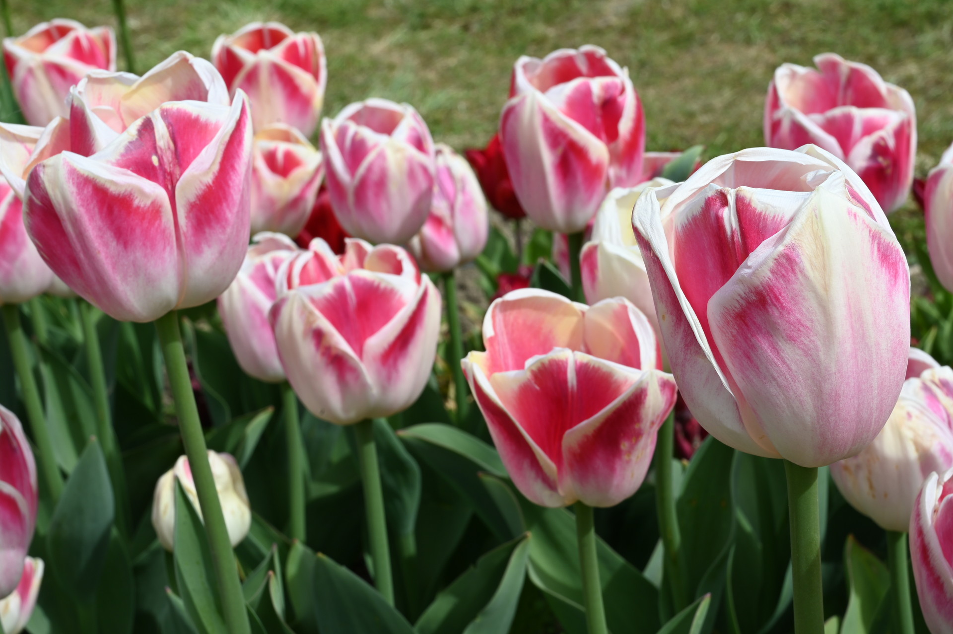 Triumph-Tulpe Buckingham mit klassisch geformten rosa-weißen Blüten im Frühlingsbeet, ideal für Rabatten, Kübel und als Schnittblume