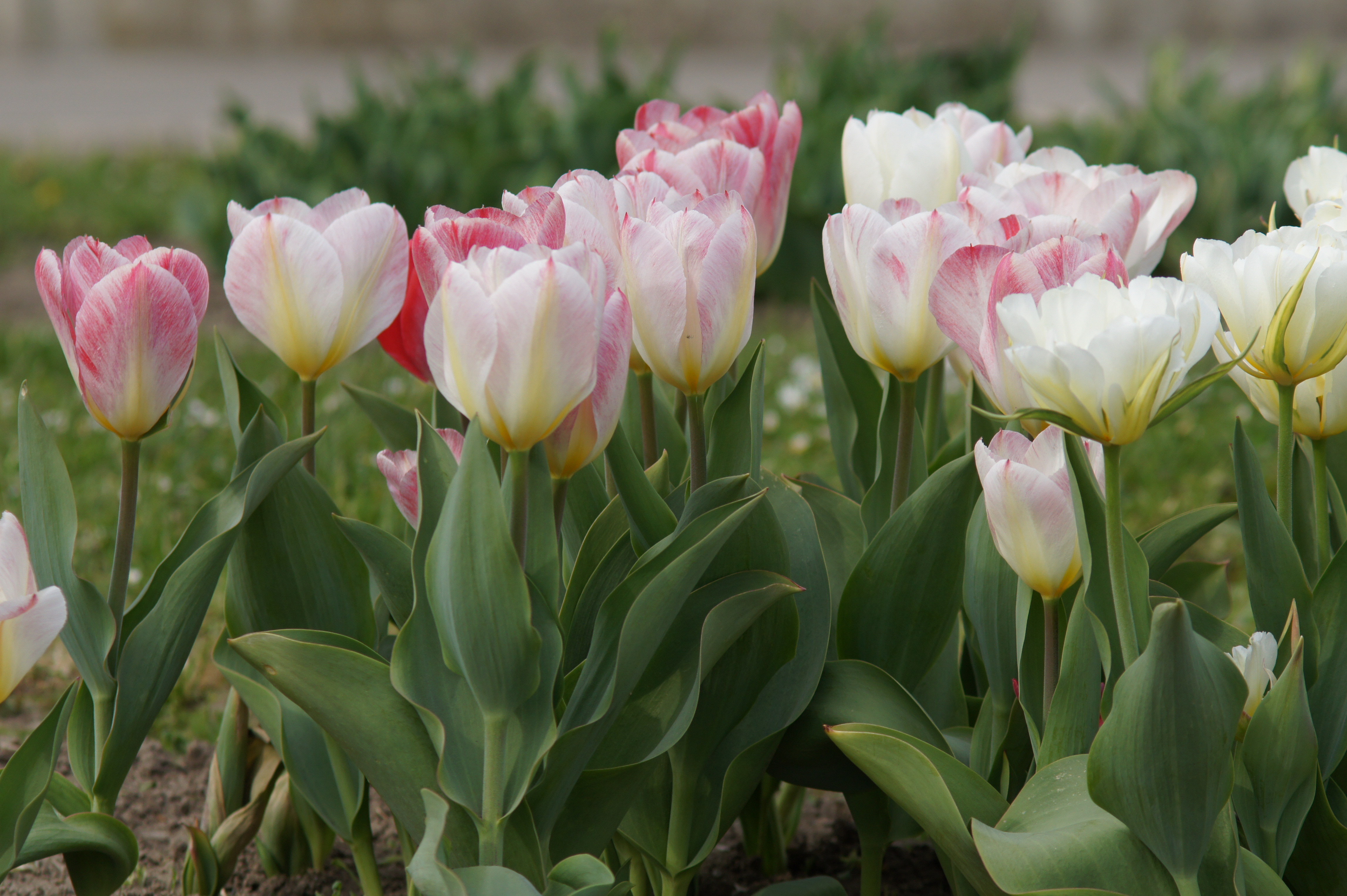 Nahaufnahme mehrerer weiß-rosa Tulpen mit grünen Blättern in einem Blumenbeet, zarte Frühlingsblumen