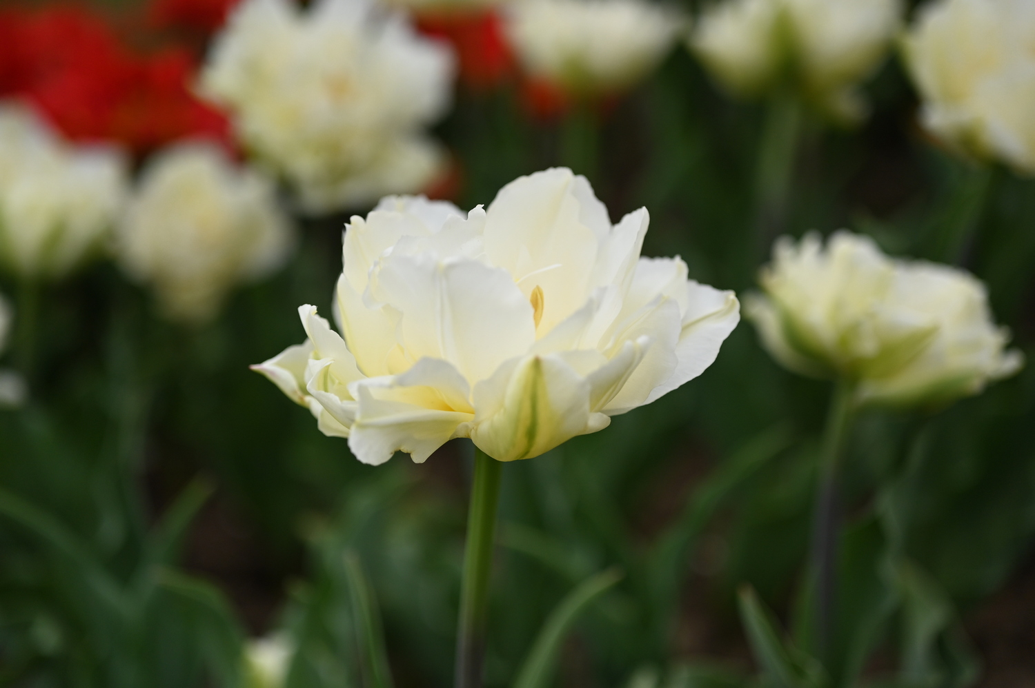 Gefüllte frühe Tulpen North Cap