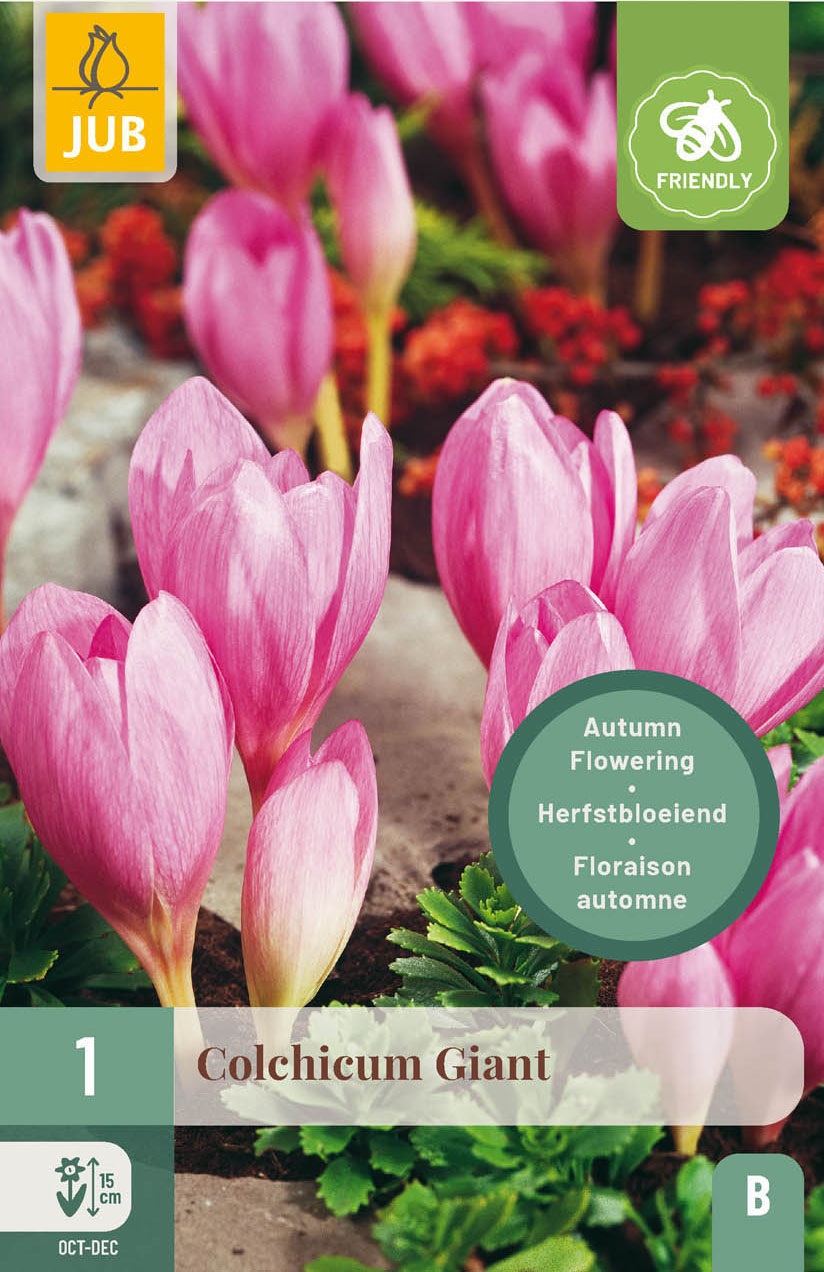 20377_Colchicum The Giant_312360 Packung 'Colchicum Giant' mit rosa Herbstblüten (Herbstzeitlose), Nahaufnahme der geöffneten Blüten auf Erde und Bodenbegrünung, bienenfreundliches Symbol und Markenlogo sichtbar