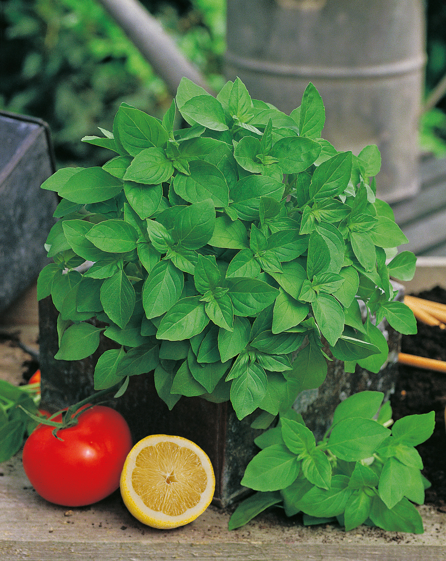 Topf mit frisch grünem Basilikum, daneben eine rote Tomate und eine halbe Zitrone, Garten- und Küchenumgebung