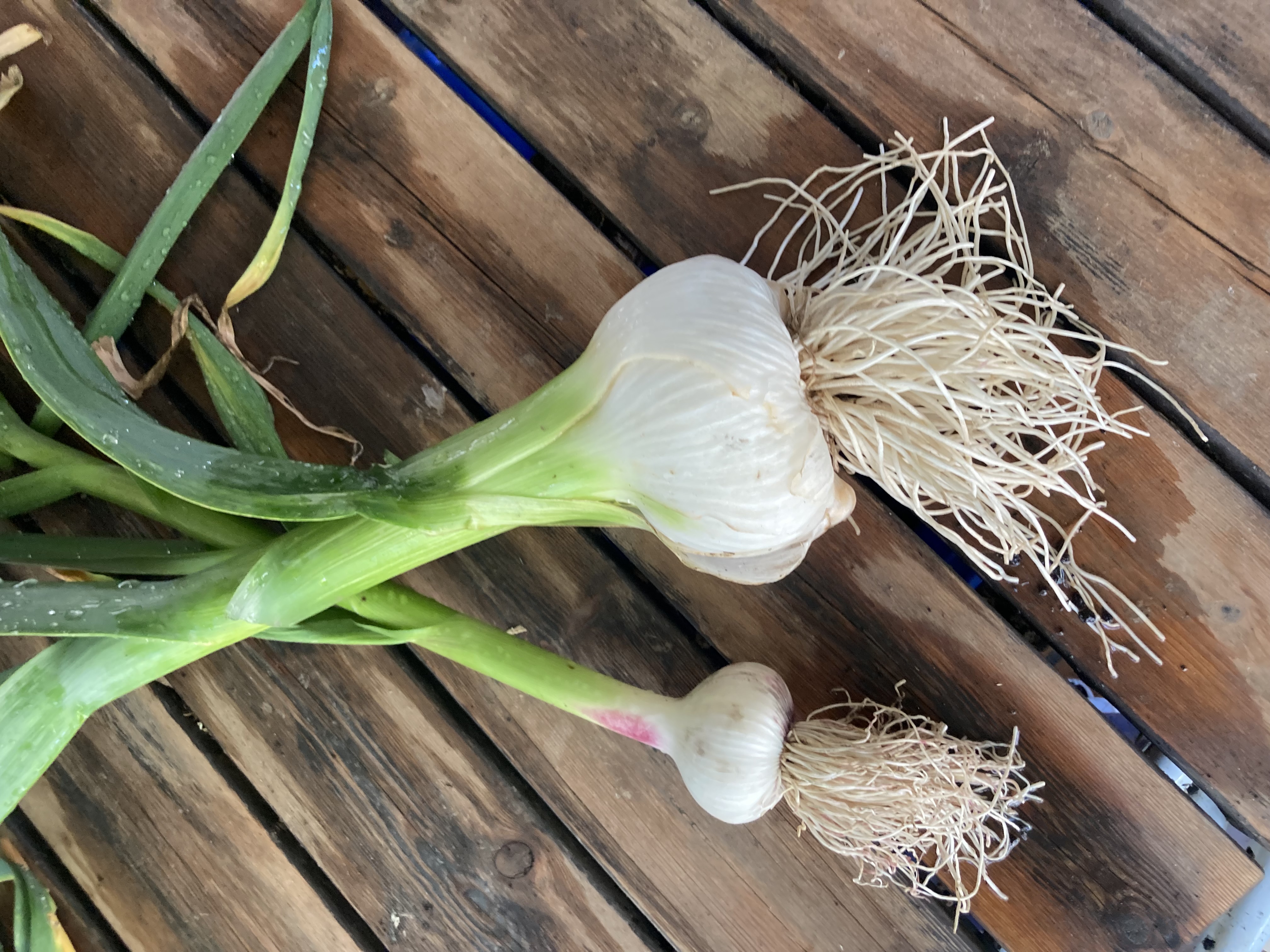 Pflanzknoblauch Spanischer Elefantenknoblauch Einzelzehen