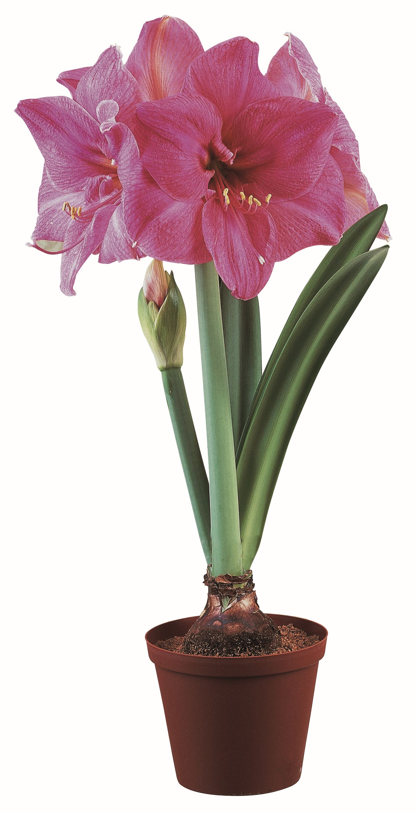 272300_Amaryllis_Bolero Amaryllis Galaxy, präpariert Bolero