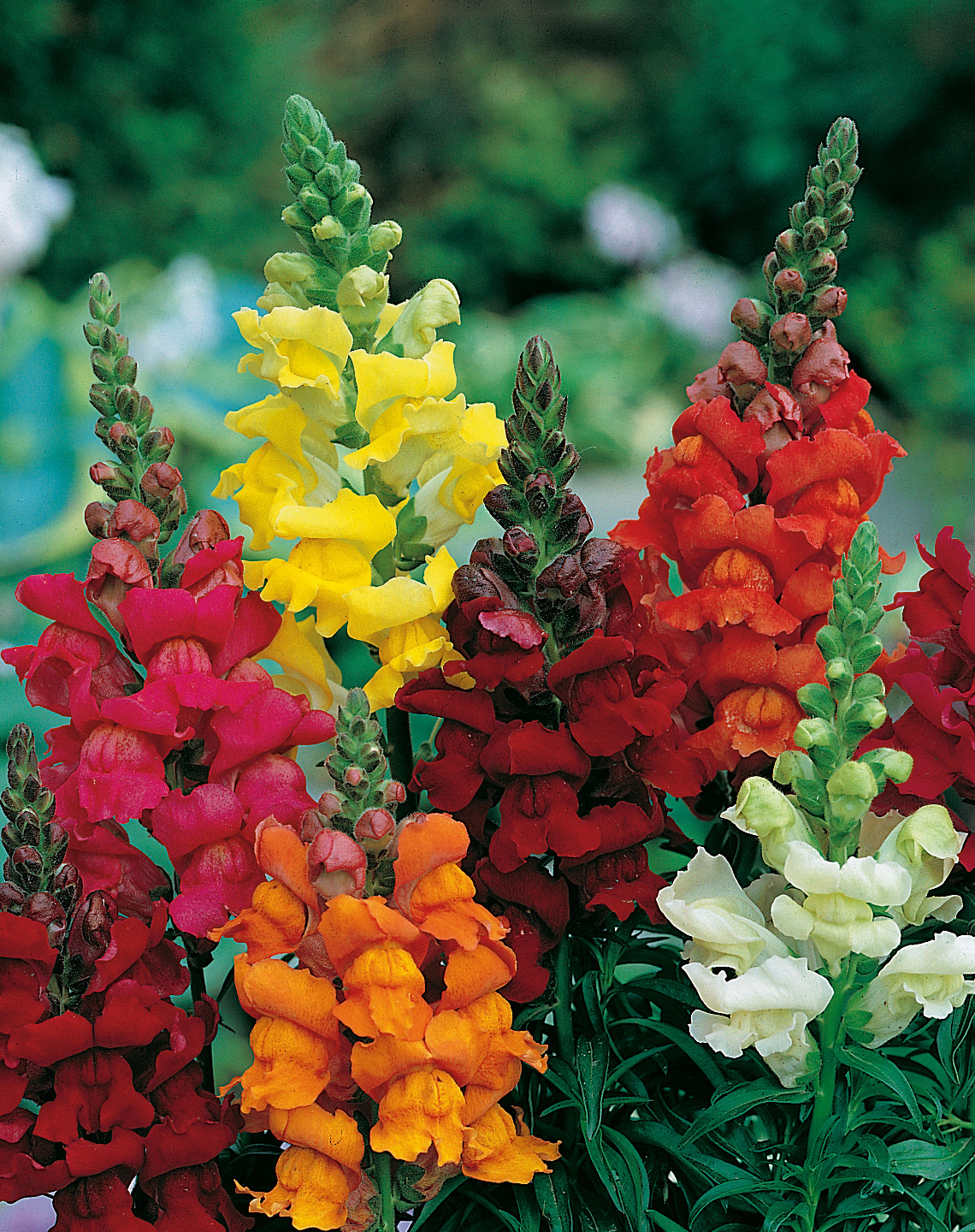 Hohes Löwenmaul  Prachtmischung