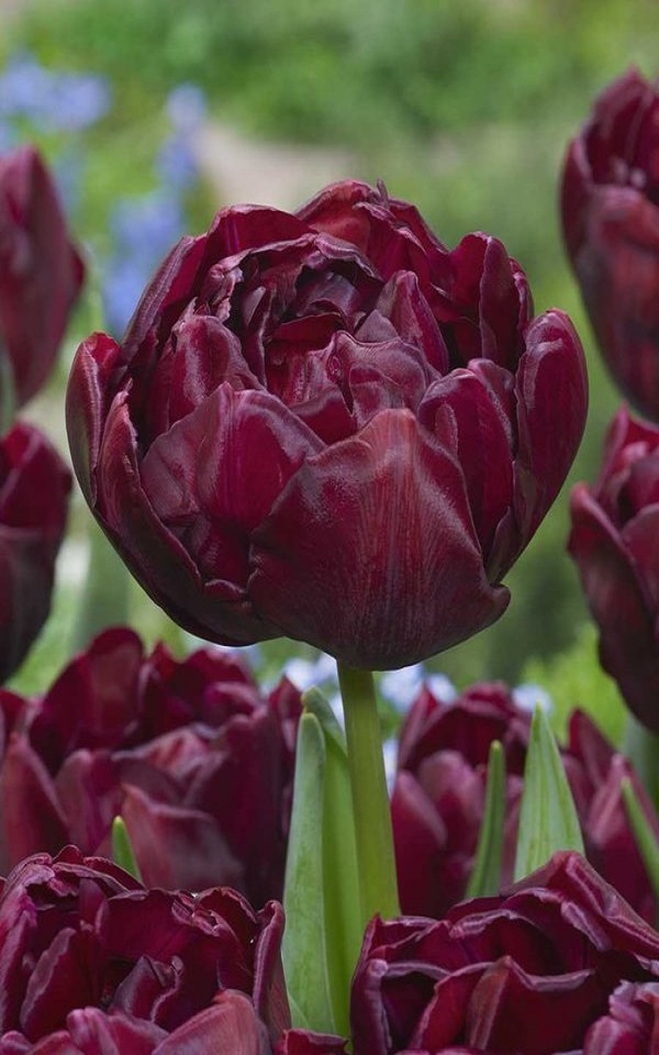 Nahaufnahme einer gefüllten, pfingstrosenartigen Tulpe in tiefem Burgunderrot im Garten, umgeben von weiteren dunklen Tulpen und grünen Stielen.
