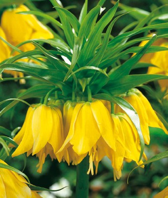 Gelbe Kaiserkrone (Fritillaria imperialis) mit hängenden glockenförmigen Blüten und grünem Blattkranz, Nahaufnahme