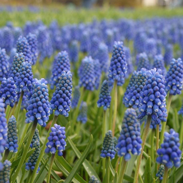 Muscari aucheri Blue Magic mit vielen dunkelblauen Traubenhyazinthen-Blüten und grünem Laub, ideal für Beete, Rabatten, Steingärten und Töpfe